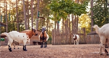 Kinderboerderij in Center Parcs Bispinger Heide