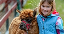 Alpacawandeling in Center Parcs Park De Haan