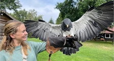 De Vogelshow in Center Parcs Het Heijderbos