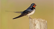 Atelier : guirlande de nourriture pour oiseaux à Center Parcs De Huttenheugte
