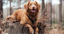Met uw hond faciliteiten in Landal Aelderholt