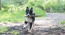Met uw hond faciliteiten in Landal Coldenhove
