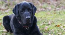 Met uw hond activiteiten in Landal Heideheuvel
