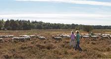 Wandelen en fietsen activiteiten in Landal Heideheuvel