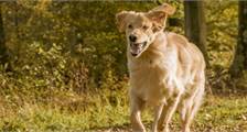 Met uw hond activiteiten in Landal Miggelenberg