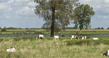 Omgeving faciliteiten in Landal Het Vennenbos